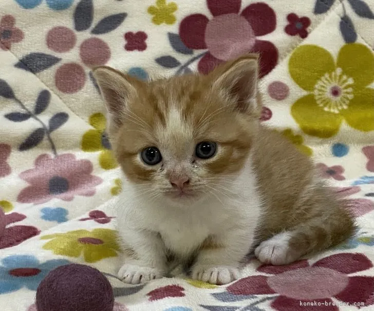 ID:2111-00206の子猫