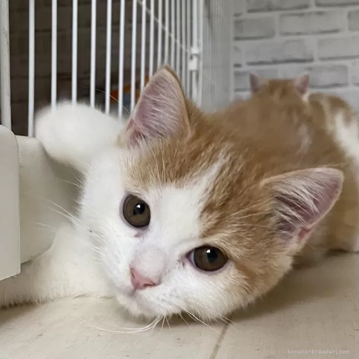 ID:2410-02586の子猫