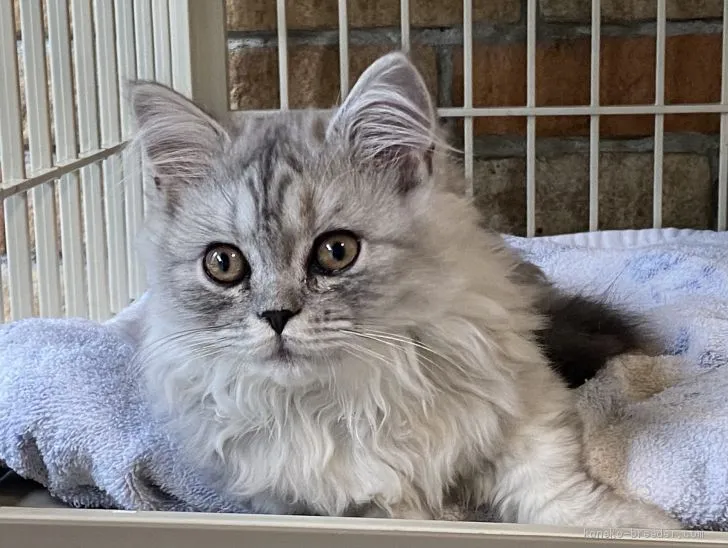 ID:2012-00313の子猫