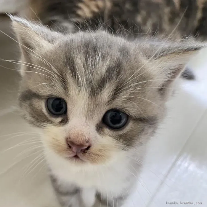 ID:2210-01402の子猫