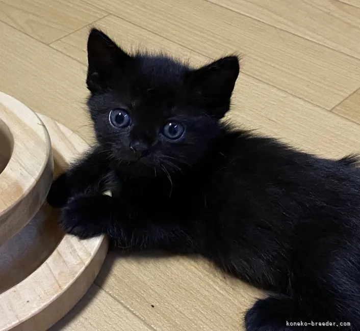 ID：2108-01063の子猫