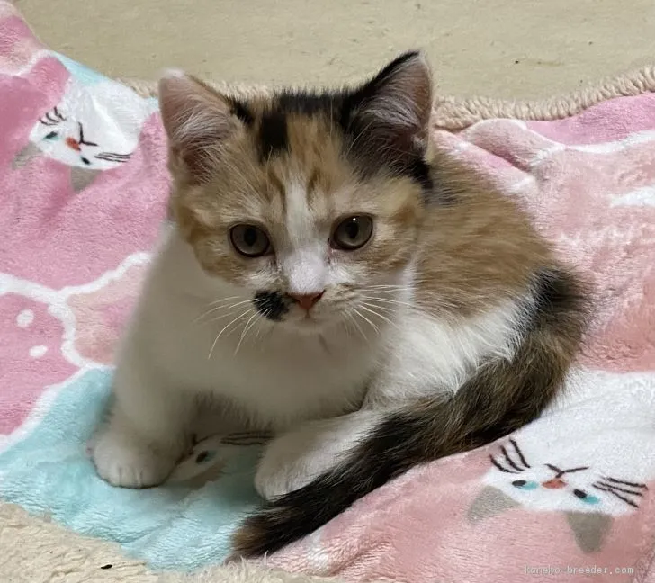 ID：2012-01003の子猫