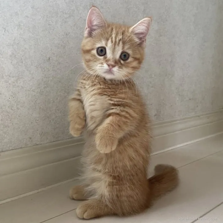 ID:2310-00469の子猫