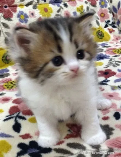 ID：1905-01482の子猫
