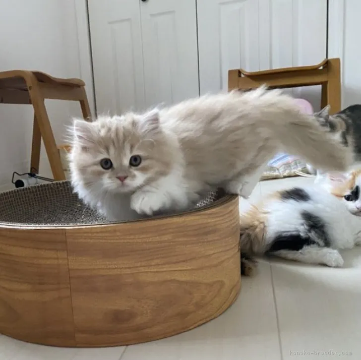 ID:2302-01340の子猫