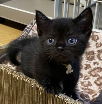 マンチカン(短足)【千葉県・男の子・2021年6月28日・ブラック】の写真「長めの短足ちゃんです🐾🐾」
