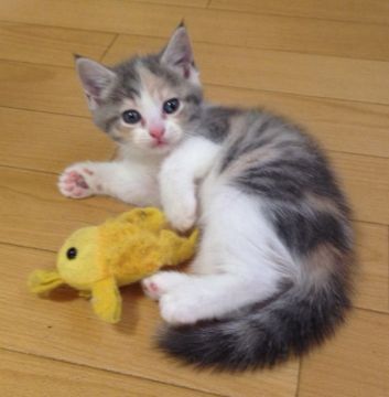 マンチカン(長足)【千葉県・女の子・2019年7月20日・ダイリュートキャリコ】の写真「何をやってもチャーミング💖✨」