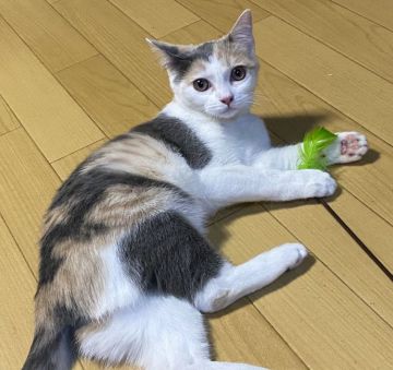 マンチカン(長足)【千葉県・女の子・2019年7月20日・ダイリュートキャリコ】の写真「和風な美人さん💕💕」