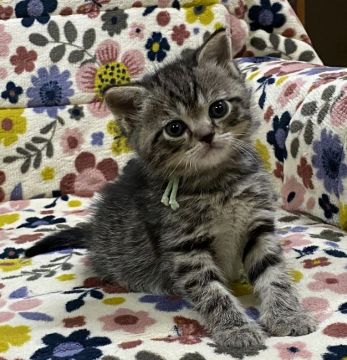 ミヌエット【千葉県・男の子・2020年3月19日・シェーデッドゴールデン】の写真「ゴロゴロ、スリスリ4兄弟😸😸😸😸」