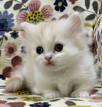 ミヌエット【千葉県・男の子・2020年2月27日・クリームアンドホワイト】の写真「まるでお人形さん💝✨」