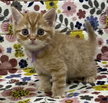 マンチカン(長足)【千葉県・男の子・2020年3月19日・レッドタビー】の写真「甘えん坊の茶トラちゃん😽💕」