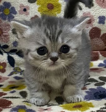 ミヌエット【千葉県・男の子・2020年2月27日・ブルータビー】の写真「うるうる大きなおめめ✨✨」