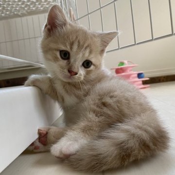 マンチカン(短足)【千葉県・男の子・2023年6月23日・クリームタビーアンドホワイト（ショートヘア）】の写真「鳥取本店でもお迎えいただけます✨✨」