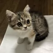 ミヌエット(長足)【千葉県・女の子・2025年9月21日・キャリコ】の写真11