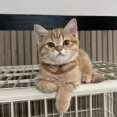 ミヌエット(長足)【千葉県・女の子・2025年8月10日・レッドスポッテッドタビー】の写真8