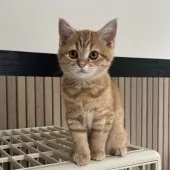 ミヌエット(長足)【千葉県・女の子・2025年8月10日・レッドスポッテッドタビー】の写真4