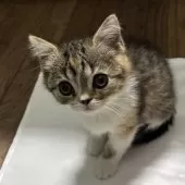 ミヌエット(長足)【千葉県・女の子・2025年9月21日・キャリコ】の写真12