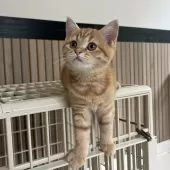 ミヌエット(長足)【千葉県・女の子・2025年8月10日・レッドスポッテッドタビー】の写真5