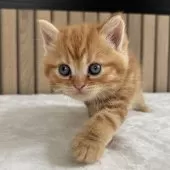 ミヌエット(長足)【千葉県・女の子・2025年8月7日・レッドタビー】の写真12