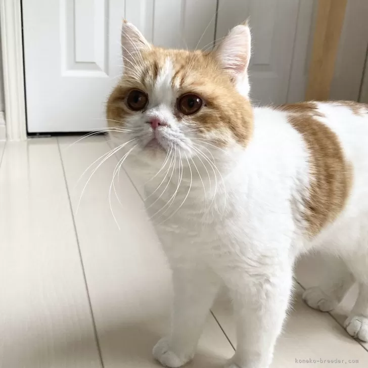 T.T 様のお迎えした子猫