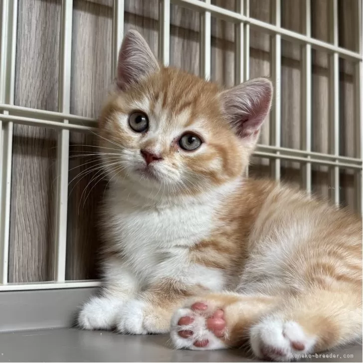 こつ 様のお迎えした子猫