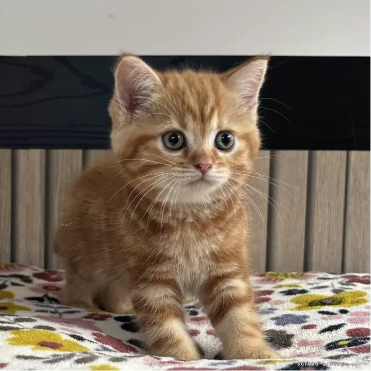 ID：2509-01354の子猫