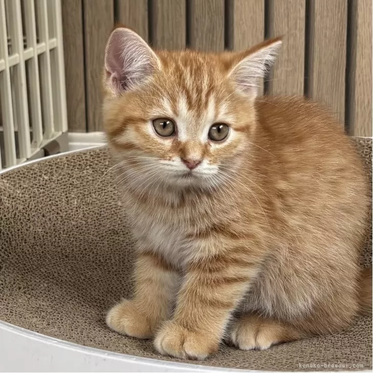 K.S 様のお迎えした子猫