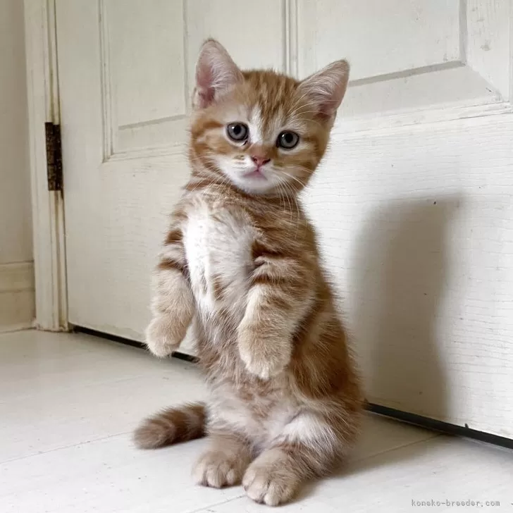ID:2505-02895の子猫