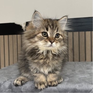 ミヌエット(長足)【千葉県・男の子・2025年8月16日・ブラウンタビー（セミロング）】の写真「鳥取本店でもお迎えいただけます✨✨」