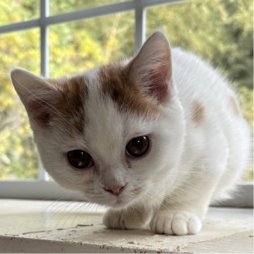 ミヌエット(短足)【千葉県・男の子・2025年8月7日・レッドタビーアンドホワイト（ショートヘア）】の写真「鳥取本店でもお迎えいただけます✨✨」