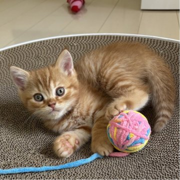 ミヌエット(長足)【千葉県・男の子・2025年9月21日・レッドタビー（ショートヘア）】の写真「鳥取本店でもお迎えいただけます✨✨」