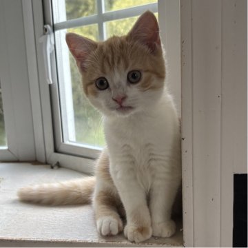 ミヌエット(長足)【千葉県・男の子・2025年8月9日・レッドタビーアンドホワイト（ショートヘア）】の写真「鳥取本店でもお迎えいただけます✨✨」