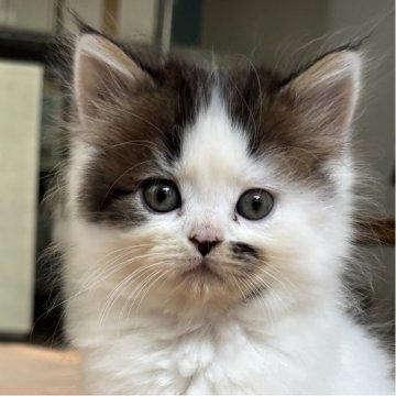 ミヌエット(長足)【千葉県・男の子・2025年9月21日・ブラウンタビーアンドホワイト（ショートヘア）】の写真「鳥取本店でもお迎えいただけます✨✨」