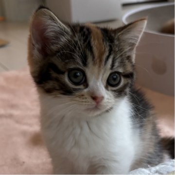 ミヌエット(長足)【千葉県・女の子・2025年9月21日・キャリコ（ショートヘア）】の写真「鳥取本店でもお迎えいただけます✨✨」