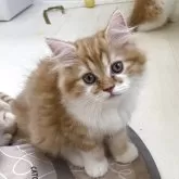 ミヌエット(長足)
