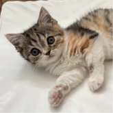 ミヌエット(長足)