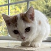 ミヌエット(短足)