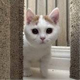 ミヌエット(短足)