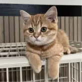 ミヌエット(長足)