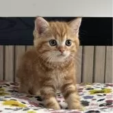 ミヌエット(長足)【千葉県・女の子・2025年8月7日・レッドタビー】の写真1