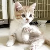 ミヌエット(短足)