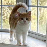 ミヌエット(長足)