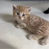 ミヌエット(短足)