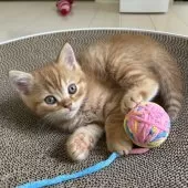 ミヌエット(長足)【千葉県・男の子・2025年9月21日・レッドタビー】の写真2