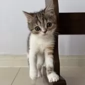 ミヌエット(長足)【千葉県・女の子・2025年9月21日・キャリコ】の写真3