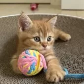 ミヌエット(長足)【千葉県・男の子・2025年9月21日・レッドタビー】の写真3