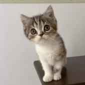 ミヌエット(長足)【千葉県・女の子・2025年9月21日・キャリコ】の写真5