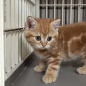 ミヌエット(長足)【千葉県・女の子・2025年8月7日・レッドタビー】の写真9