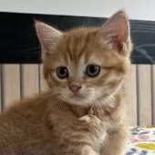 ミヌエット(長足)【千葉県・女の子・2025年8月10日・レッドスポッテッドタビー】の写真13