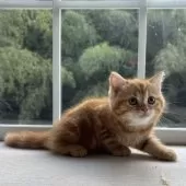 ミヌエット(長足)【千葉県・女の子・2025年8月7日・レッドタビー】の写真5